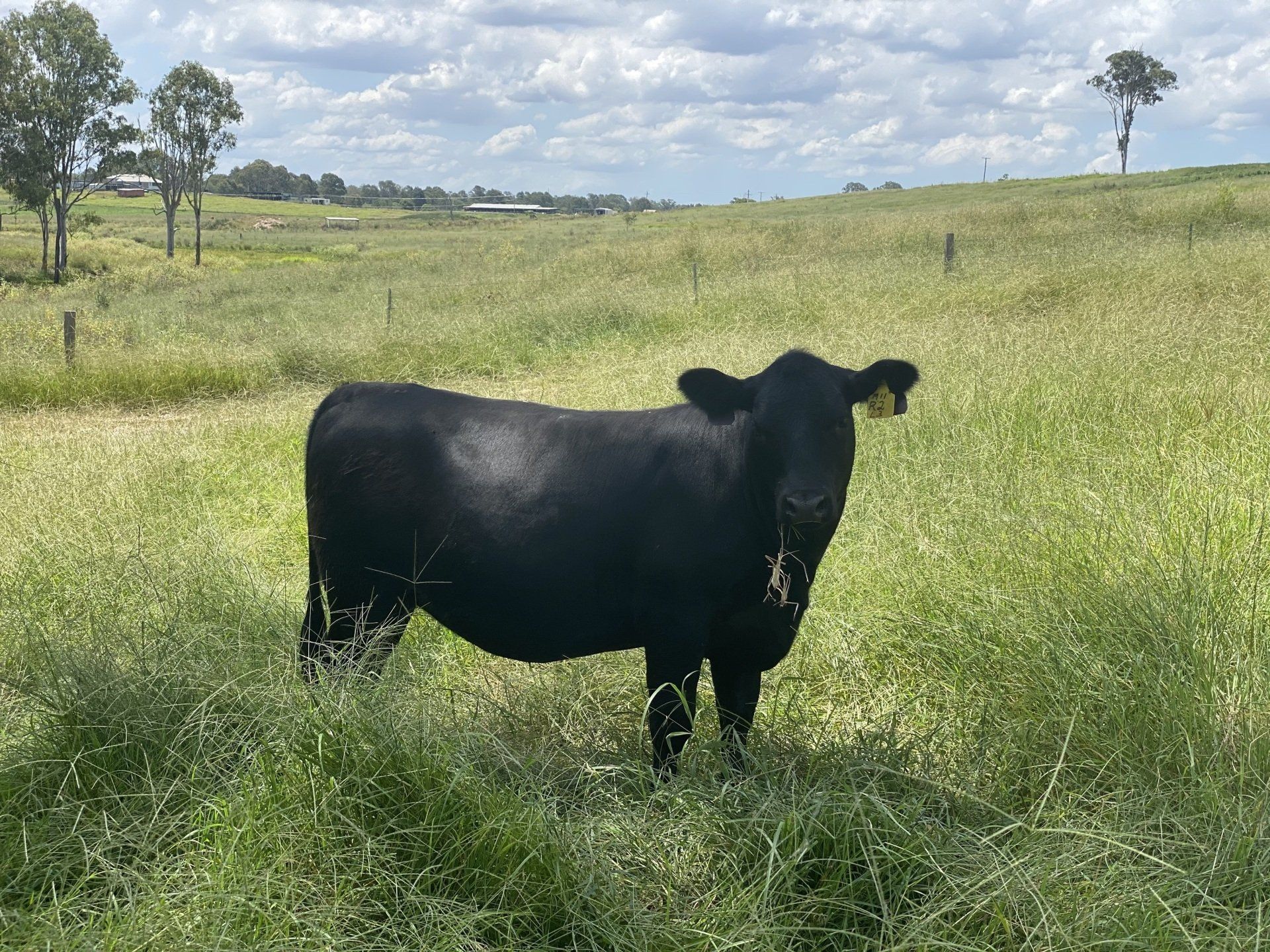 Cochrane Angus - Jimboomba, QLD - Semen & Embryos