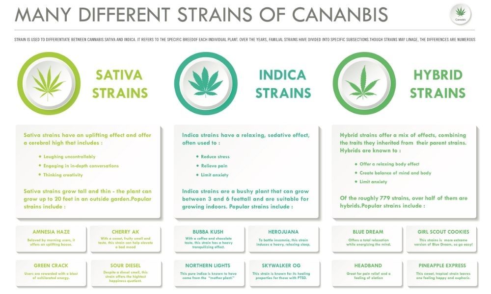 cannabis infograph