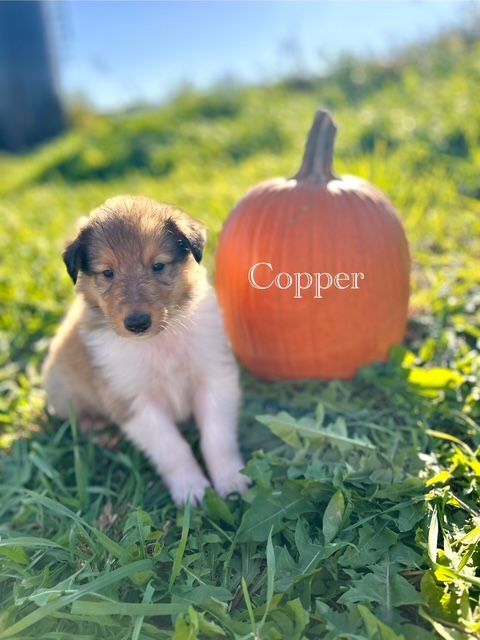 Puppy with white and brown fur sits in grass next to a pumpkin. 