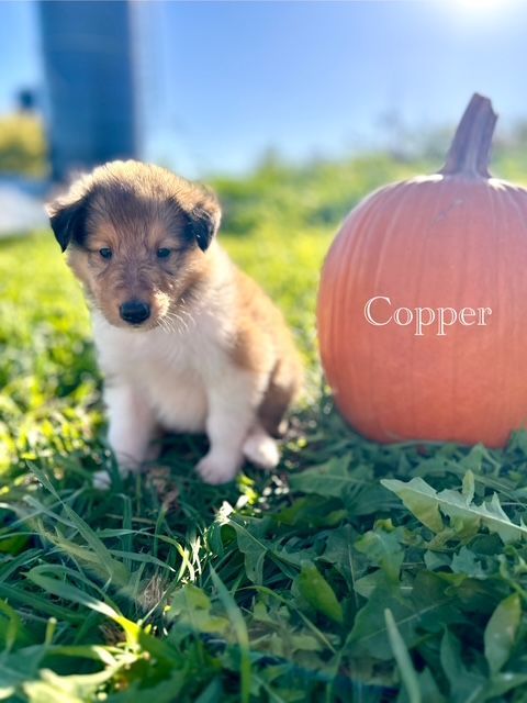 Small tan and white puppy sitting in grass next to an orange pumpkin; 