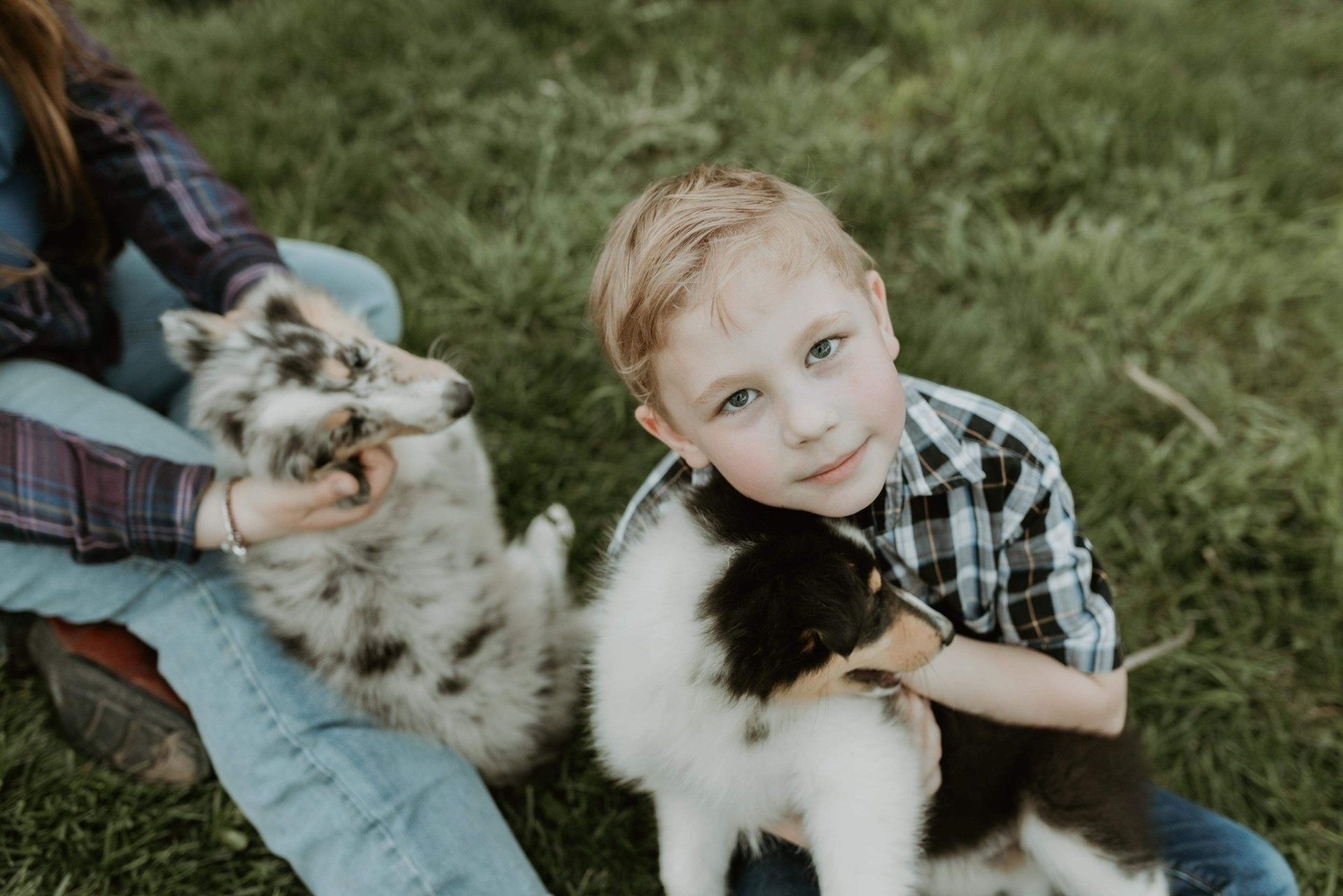 Boy hugs a puppy in a field while another puppy is held by a person seated nearby.
