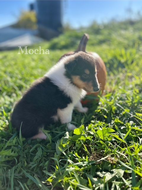 A tri-color Collie puppy named Mocha sits in green grass with a pumpkin in the background.