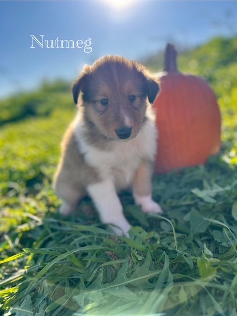 Small collie puppy named Nutmeg, sits in grass with a pumpkin.