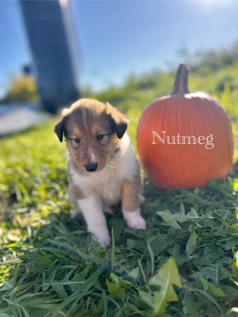 Puppy named Nutmeg sits in grass next to a pumpkin. Tan and white fur, sunny outdoor setting.