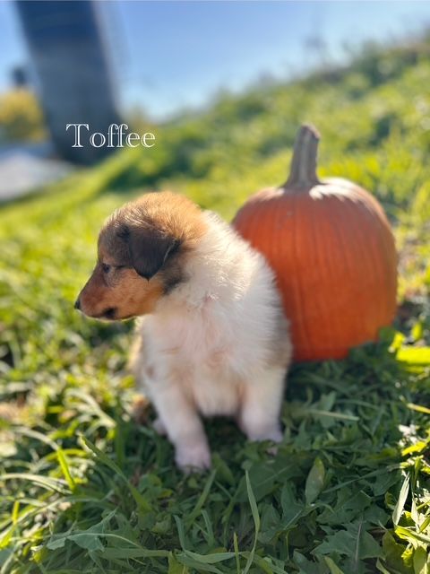 A puppy named Toffee sits in grass next to a pumpkin. It has brown and white fur.