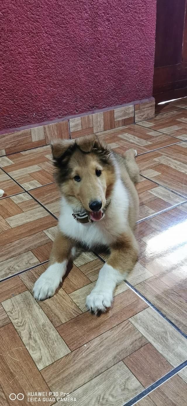 A Collie dog with brown and white fur lying on a tiled floor with a red wall in the background.