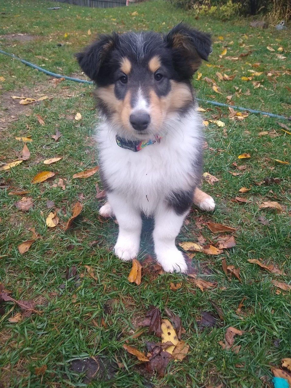 Tri-colored Collie puppy sitting on grass. White, black, and tan fur. Wearing a collar, outdoors.