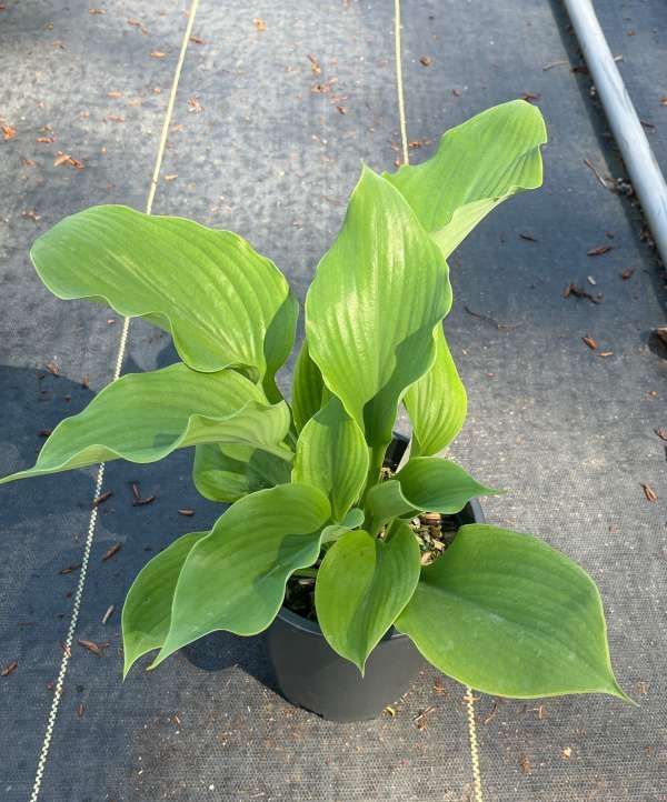 Potted green leafy plant with broad leaves on a concrete surface