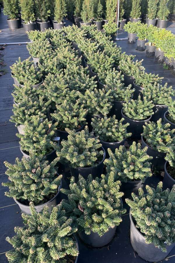 Rows of potted evergreen shrubs in a nursery, with dense green foliage on black plastic ground cover