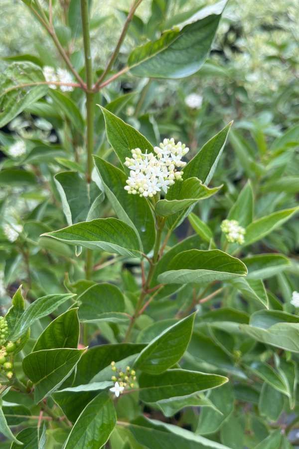 Green leafy shrub with small white flower clusters