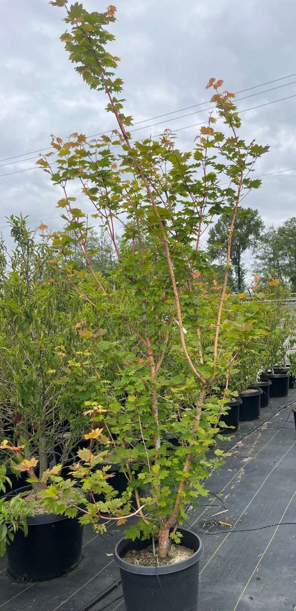 Potted young tree with green leaves in a nursery row outdoors