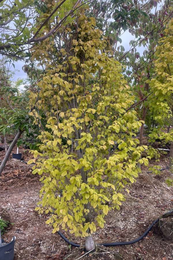 Potted shrub with yellow-green leaves in a garden, with a black irrigation hose at the base