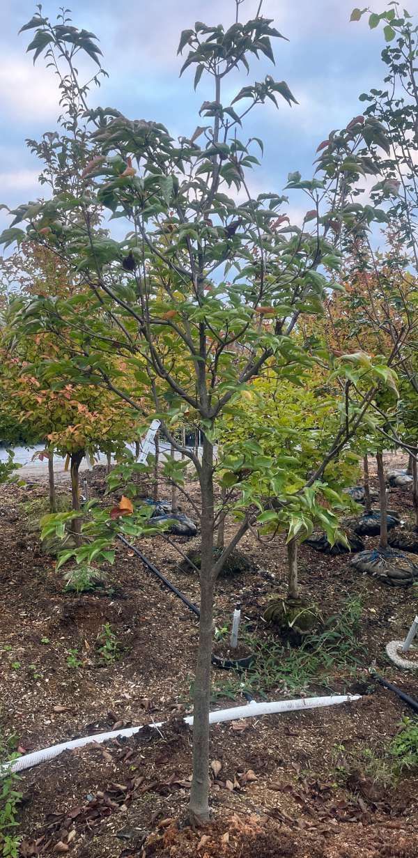 Young tree in a garden bed with green leaves and a white irrigation pipe at the base.