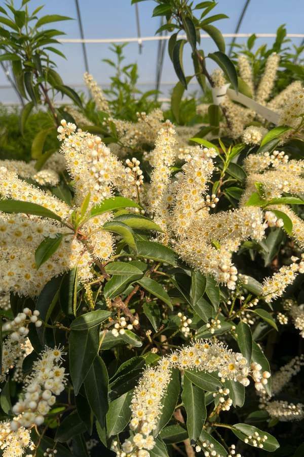 White flowering shrub with clusters of cream blossoms and green leaves against a blue sky