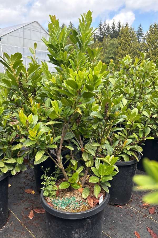 Potted green shrub plants in a nursery, with a greenhouse in the background