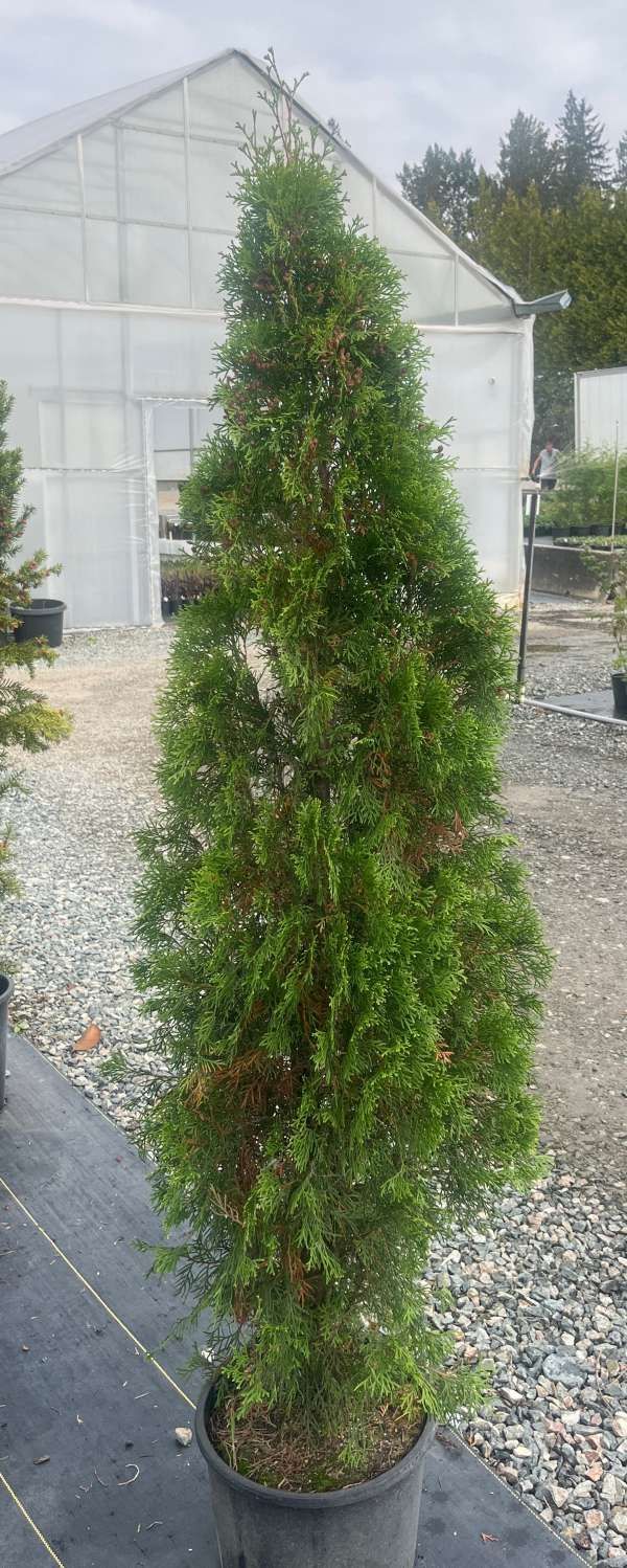 Tall spiral topiary tree in a black pot, outdoors in front of a greenhouse.