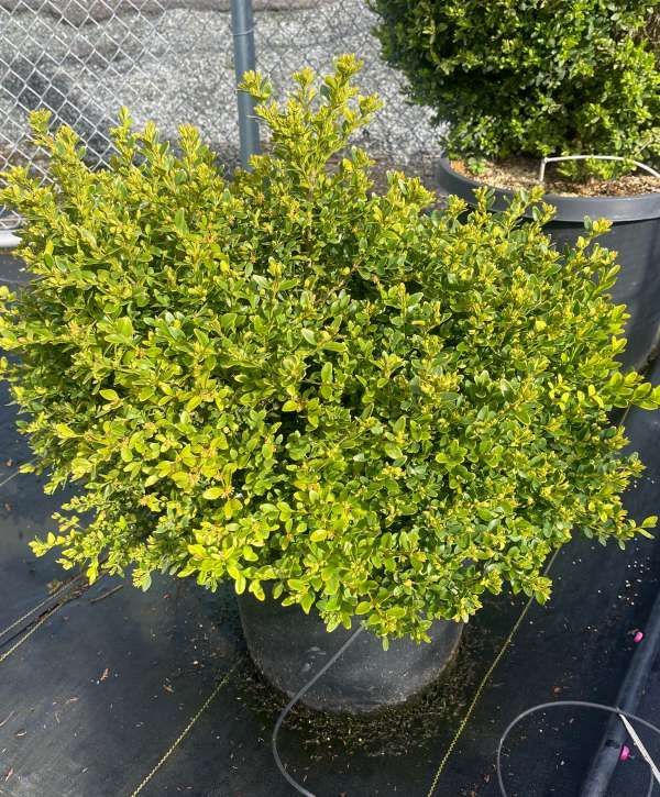 Potted yellow-green shrub in a black nursery container outdoors