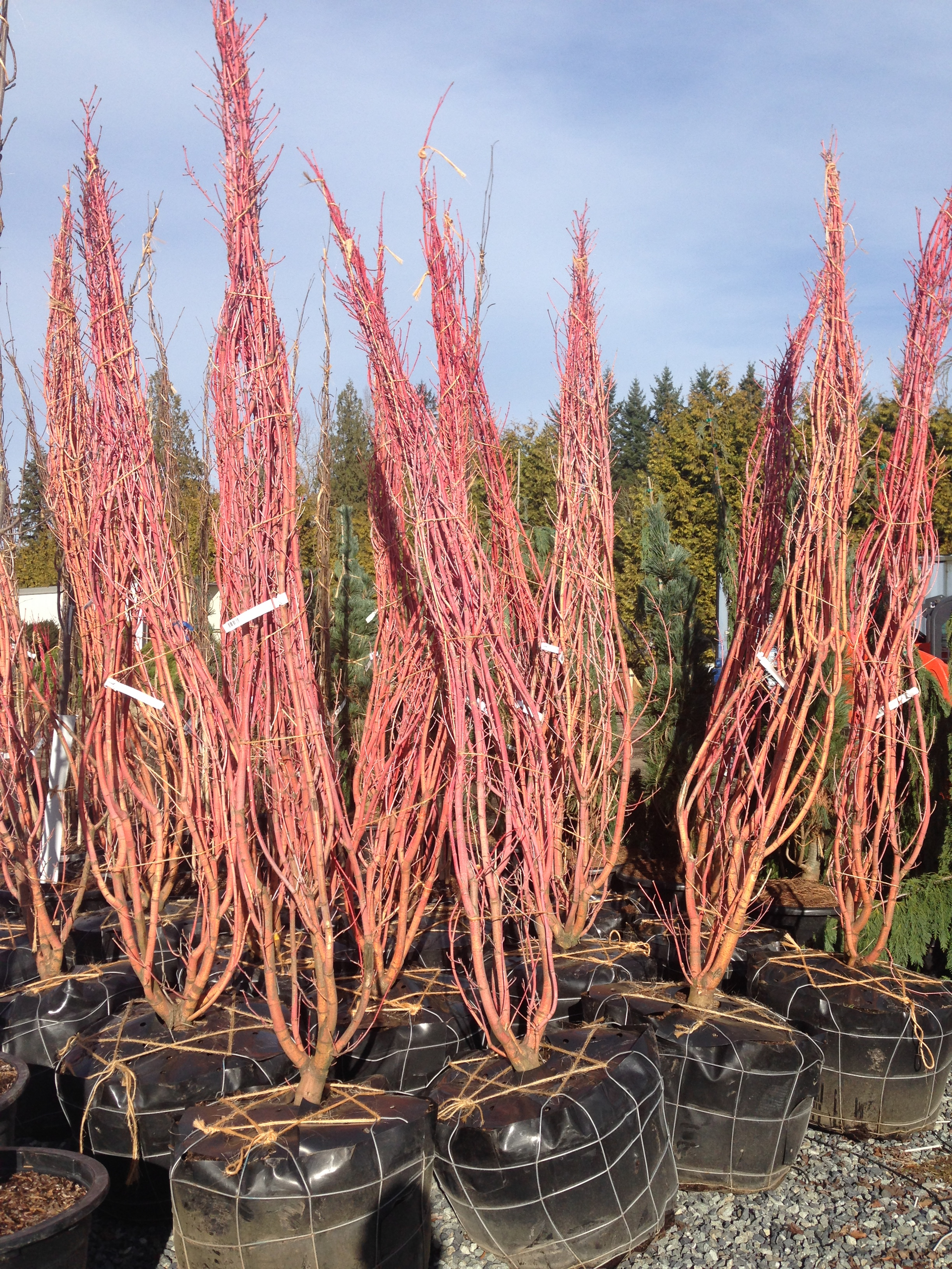 Potted red succulent plants in a nursery, with tall spiky leaves against a blue sky.