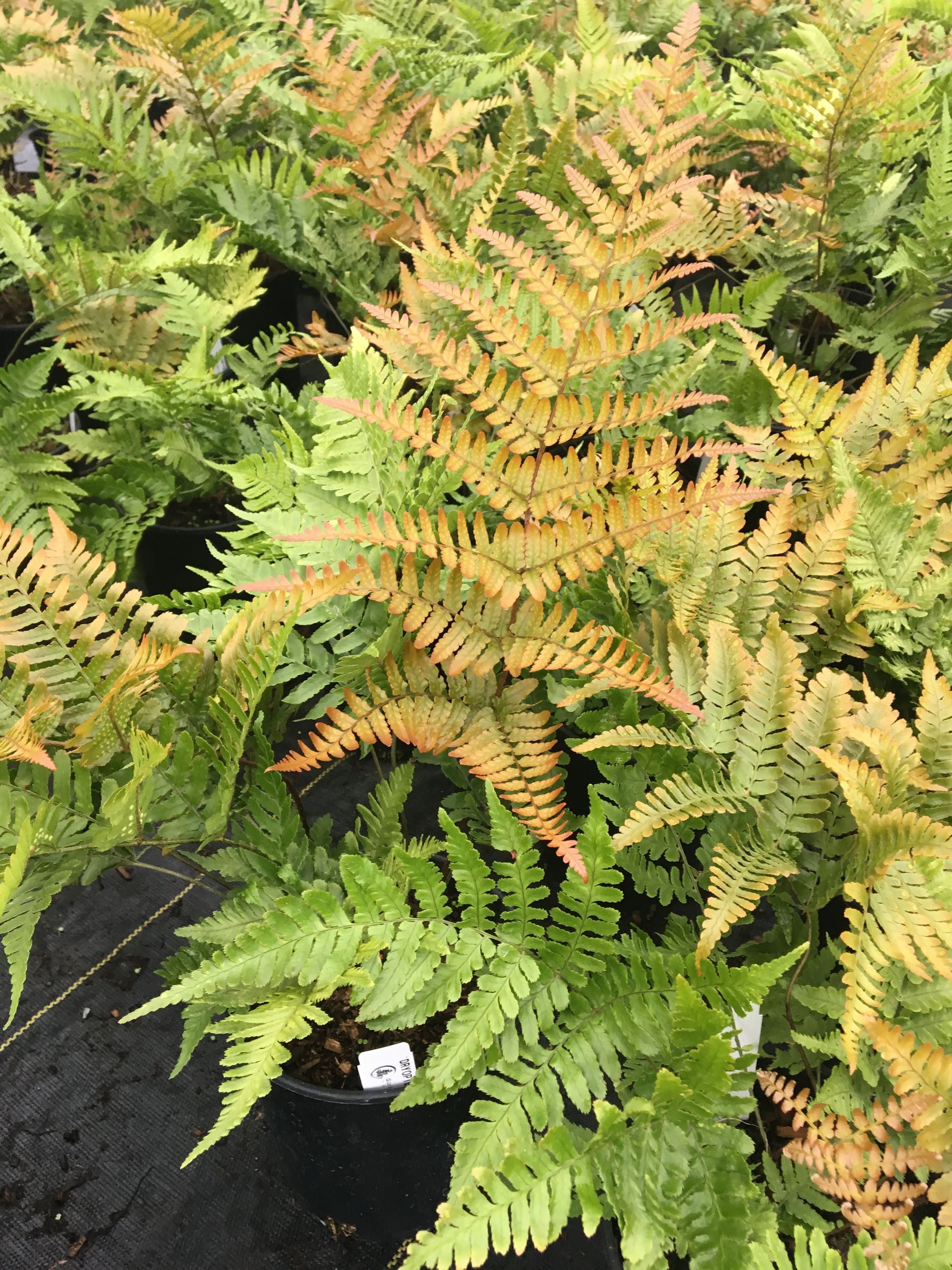 Cluster of green and golden fern fronds in a garden bed