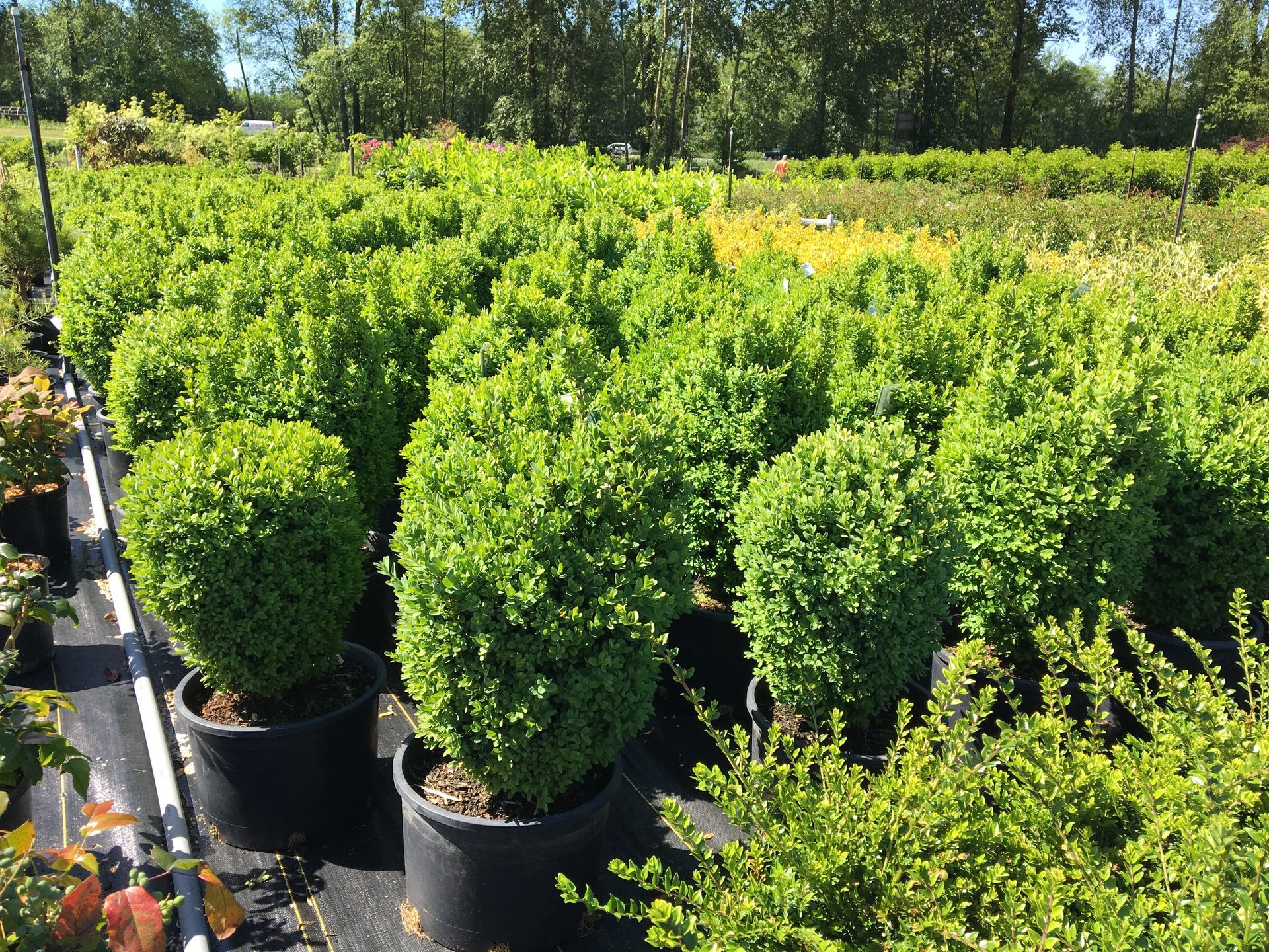 Rows of potted green shrubs in a sunny nursery, with trees in the background