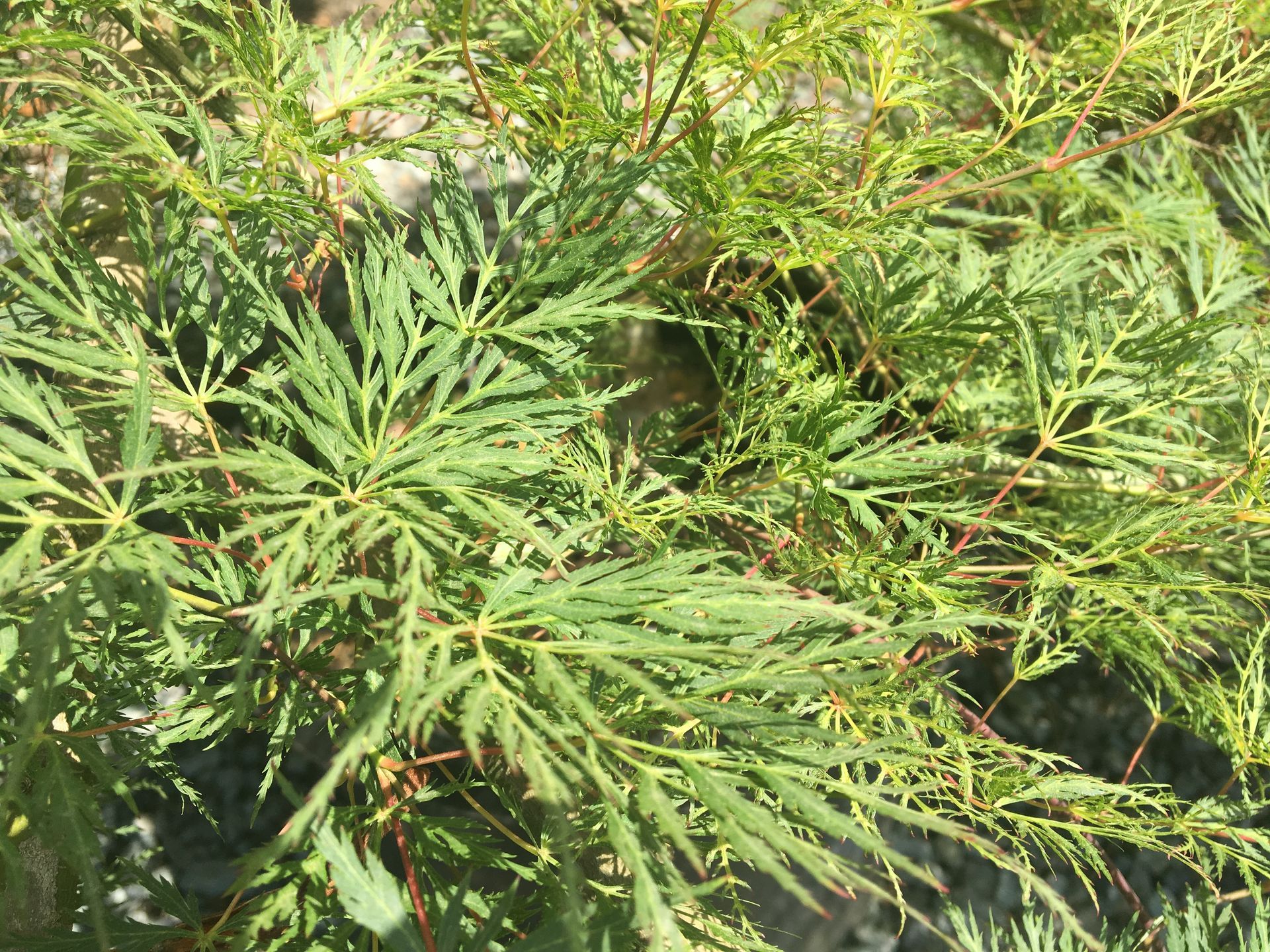 Dense green leafy shrub with narrow leaves filling the frame
