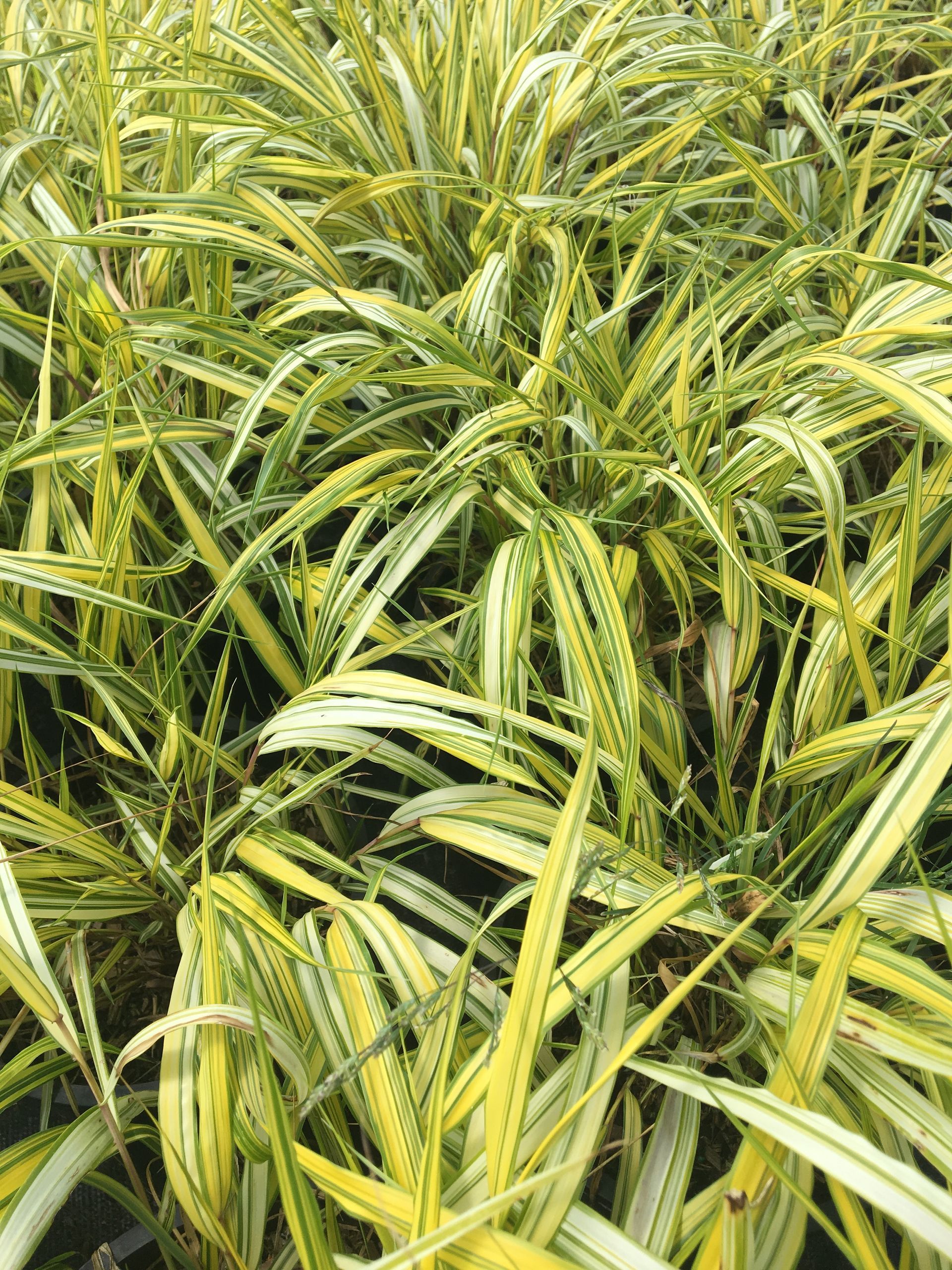 Dense green and yellow grass with long, striped blades filling the frame