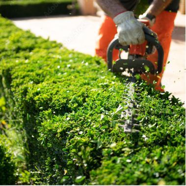 Hedge Trimming and Shrub Pruning CBL Tree Services