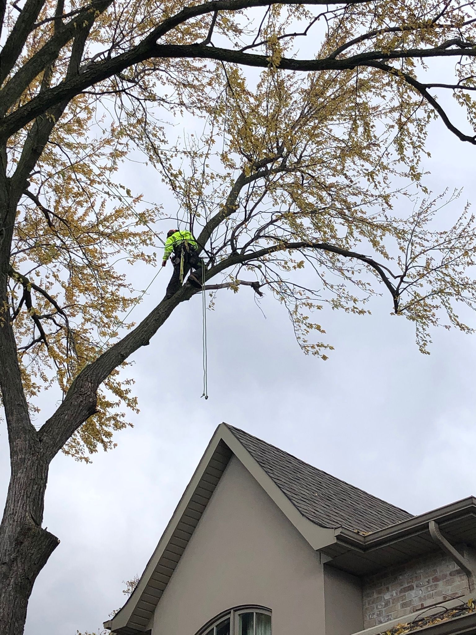 Deadwood Removal CBL Tree Services