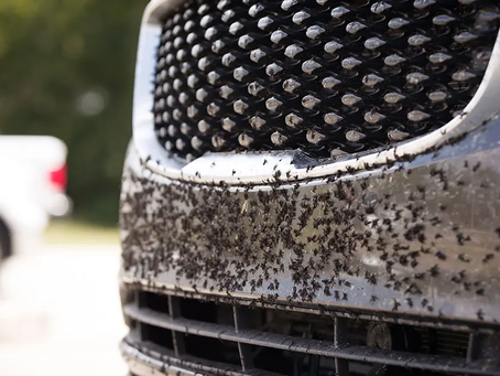 Bug infested Car