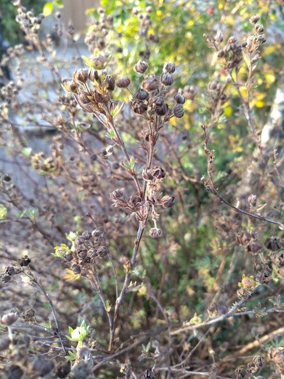 Gardening gloves resting on a tree branch above a compost bin