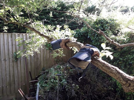Gardening gloves resting on a tree branch above a compost bin