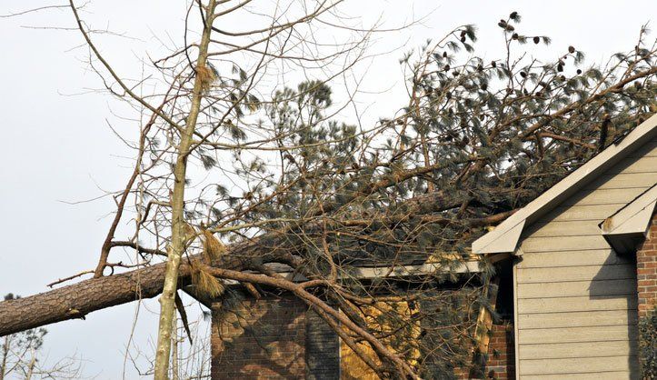 House with pine tree that has fallen on its roof