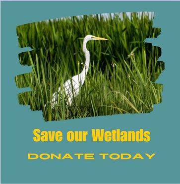 Save the wetlands