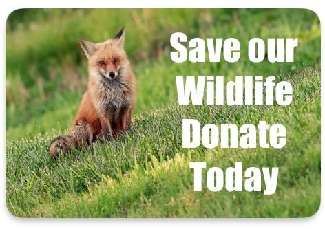 Save our wildlife, foxes, wetlands, save us, save us