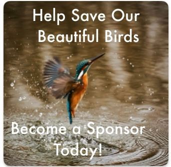 Become a Sponsor