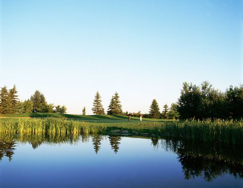 Sun setting through trees on a grassy golf course, casting long shadows.