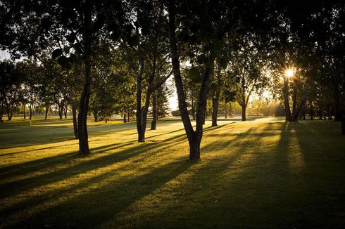 Trees casting long shadows on a grassy field, with sunlight shining through the trees.