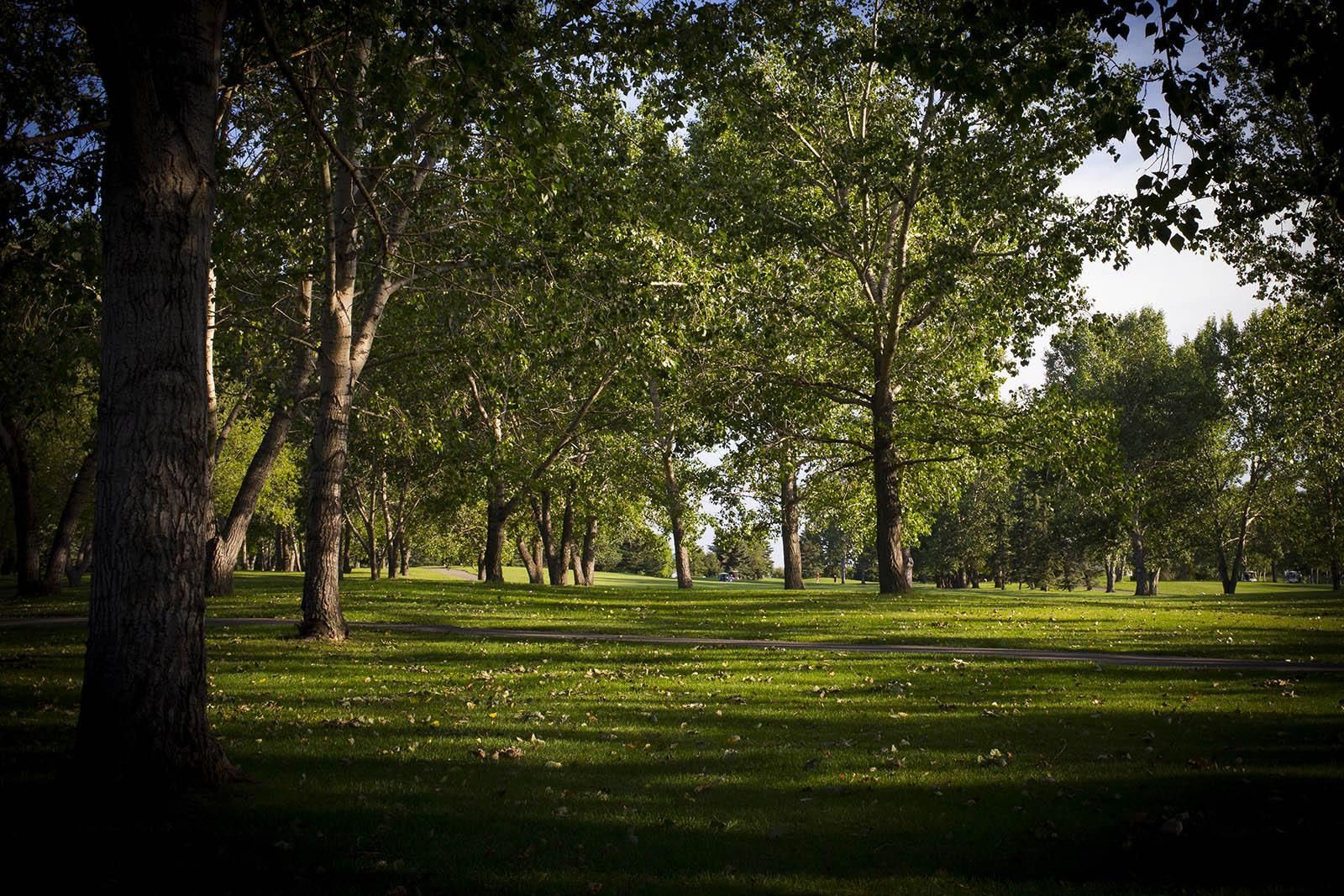 Green trees cast shadows on a grassy field in a park.