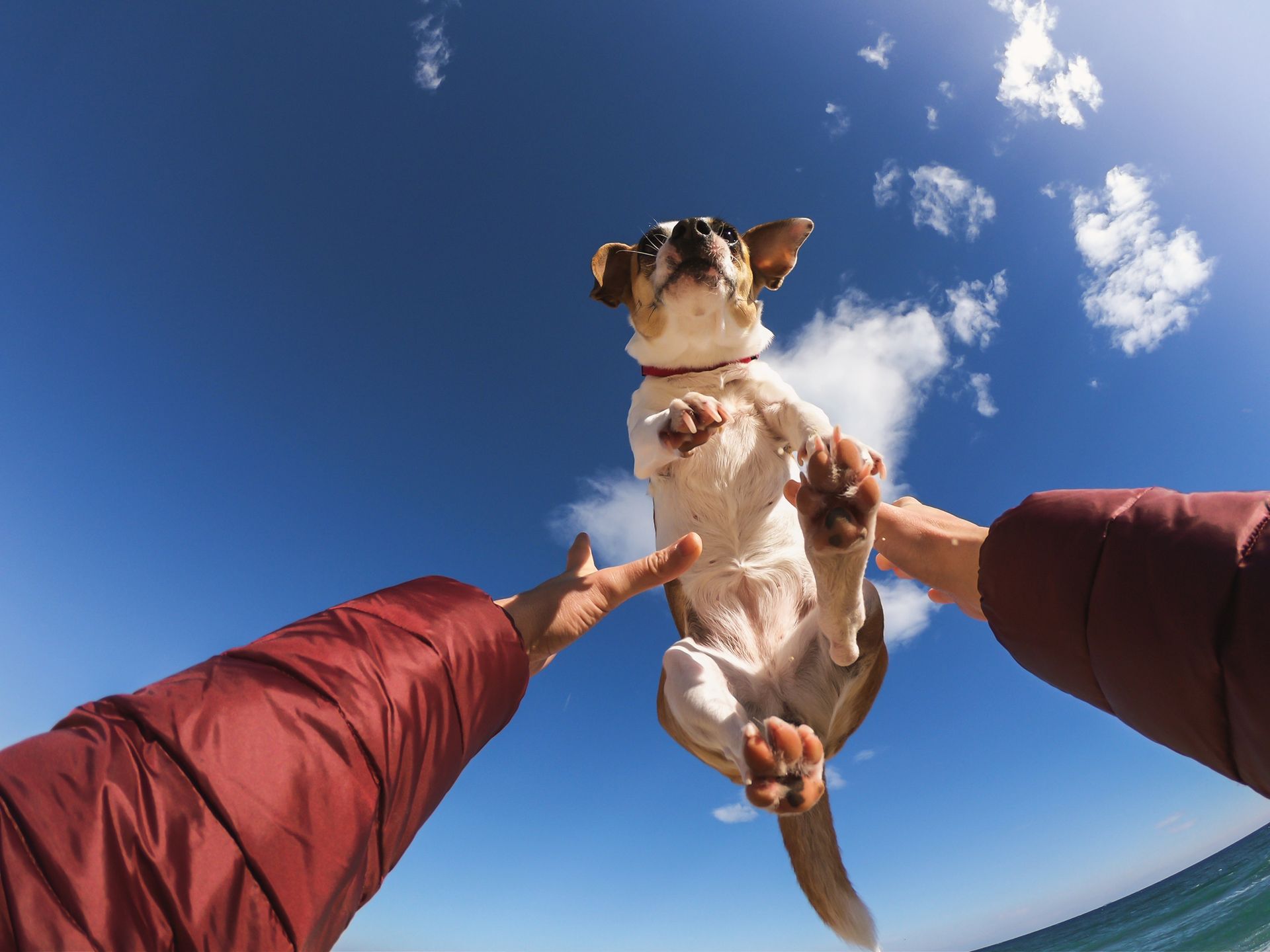 Small dog leaping into the air, held by two hands against a bright blue sky with clouds.