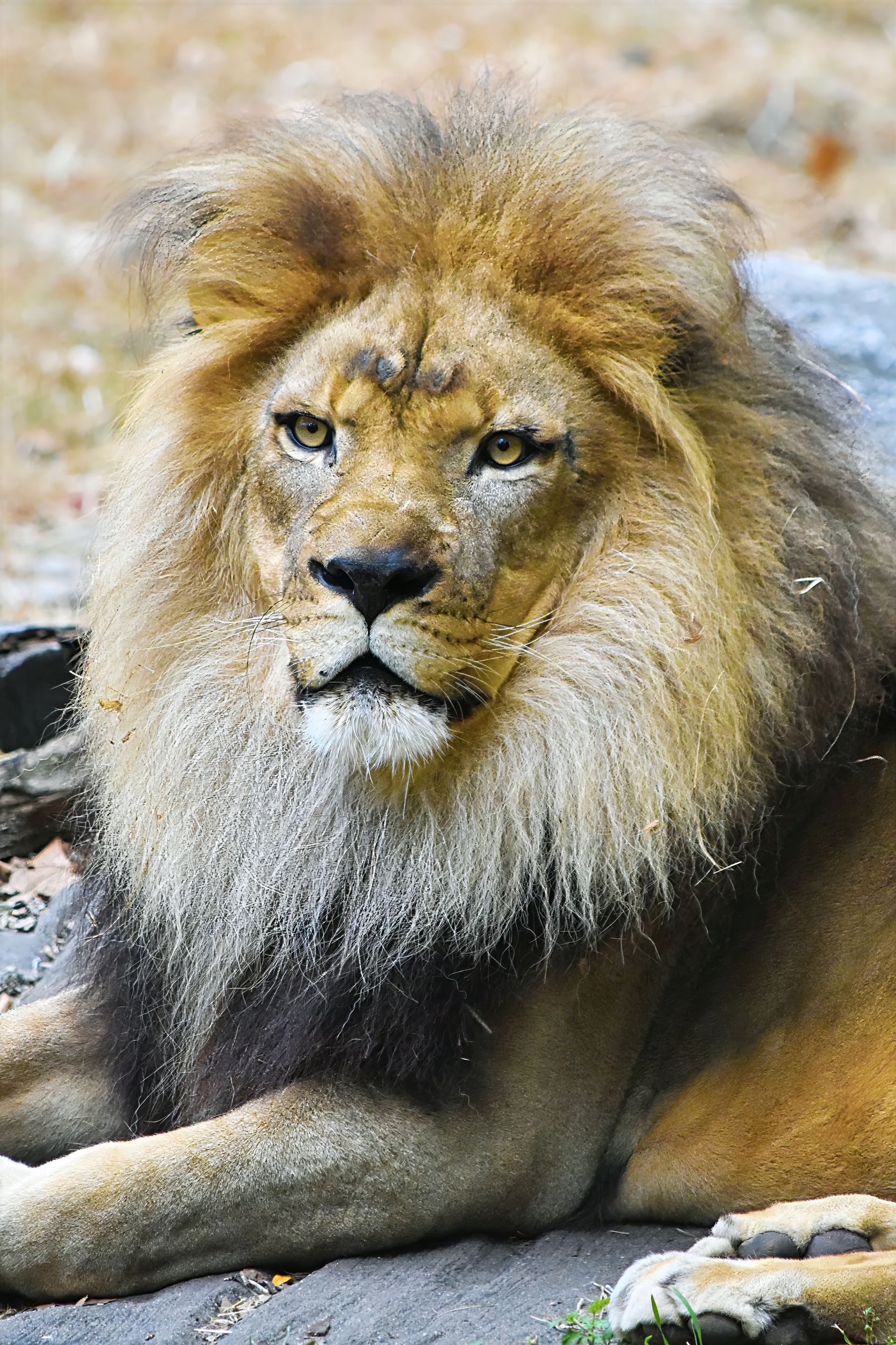 Lion with a golden mane looking forward, resting on a rock.