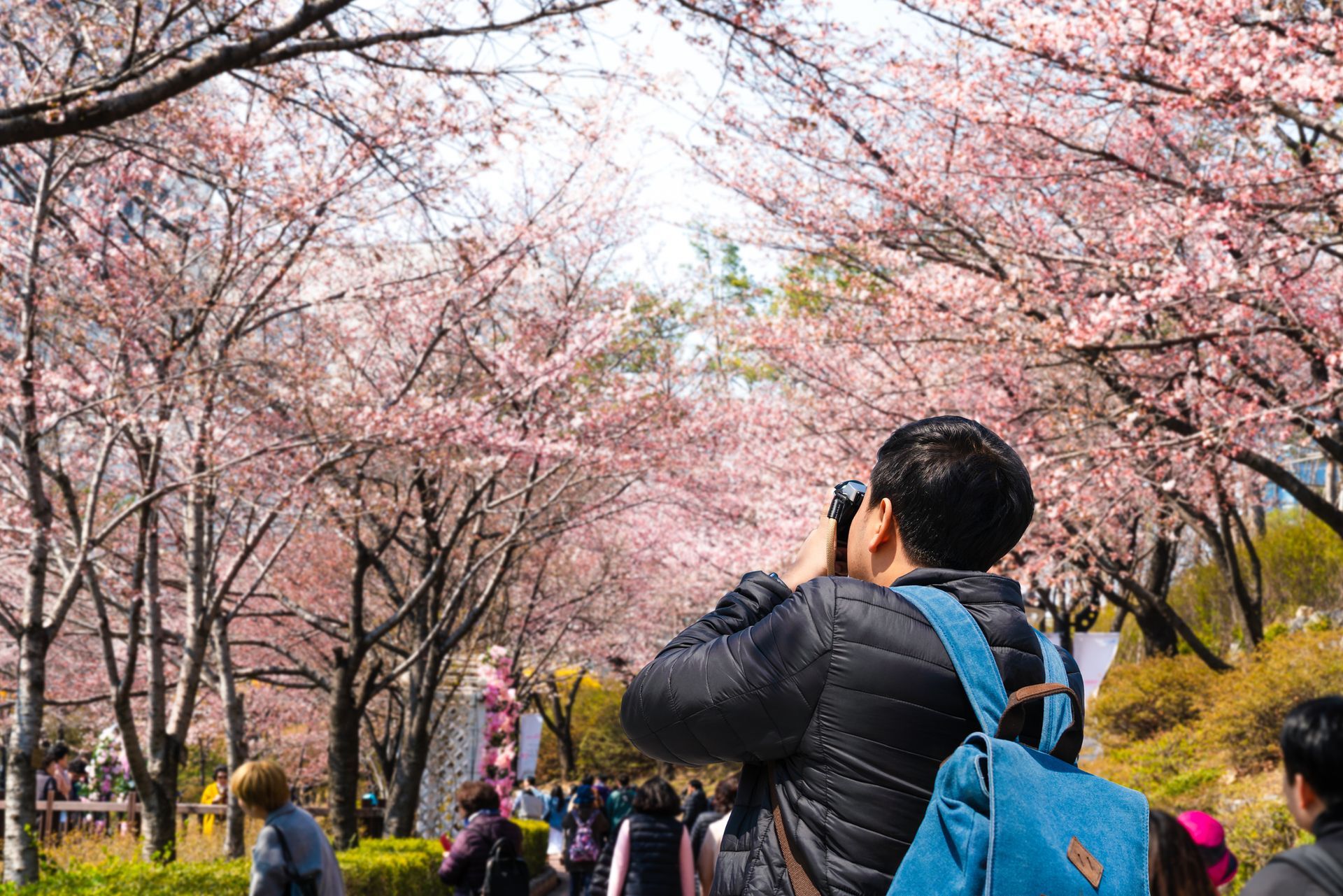 Japon guided Tour - a tourist man taking photo of cherry blossoms In Park