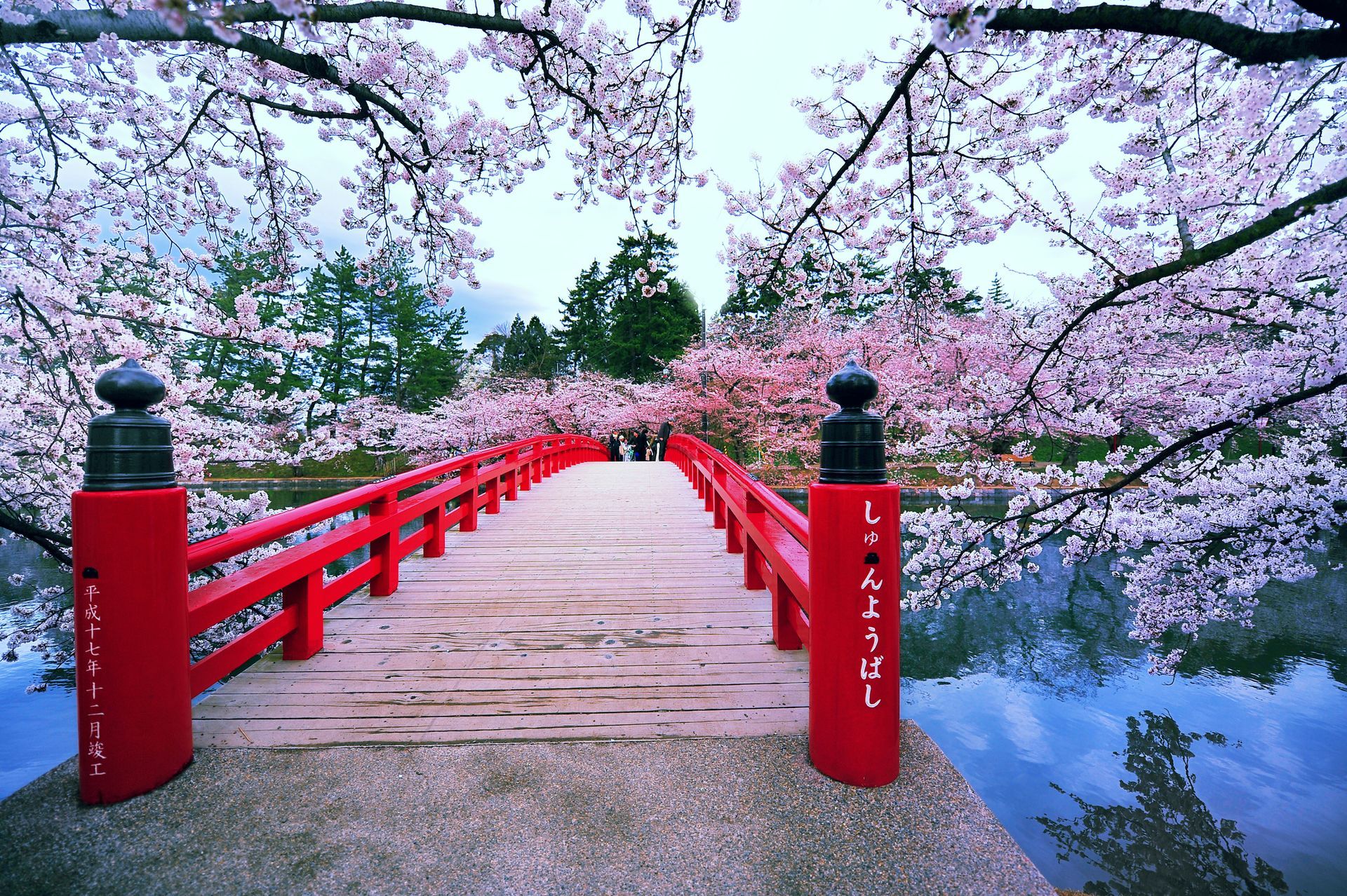 Japon Tour - Springtime with cherry blossoms in full bloom.