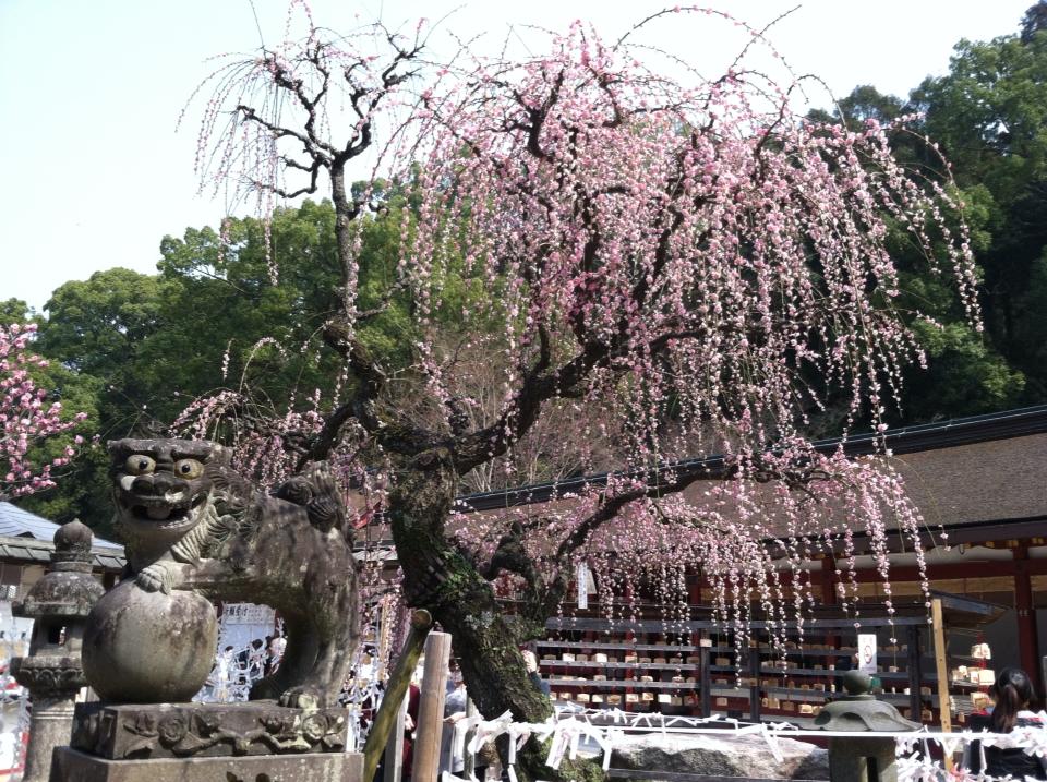 a cherry blossom tree in Japan