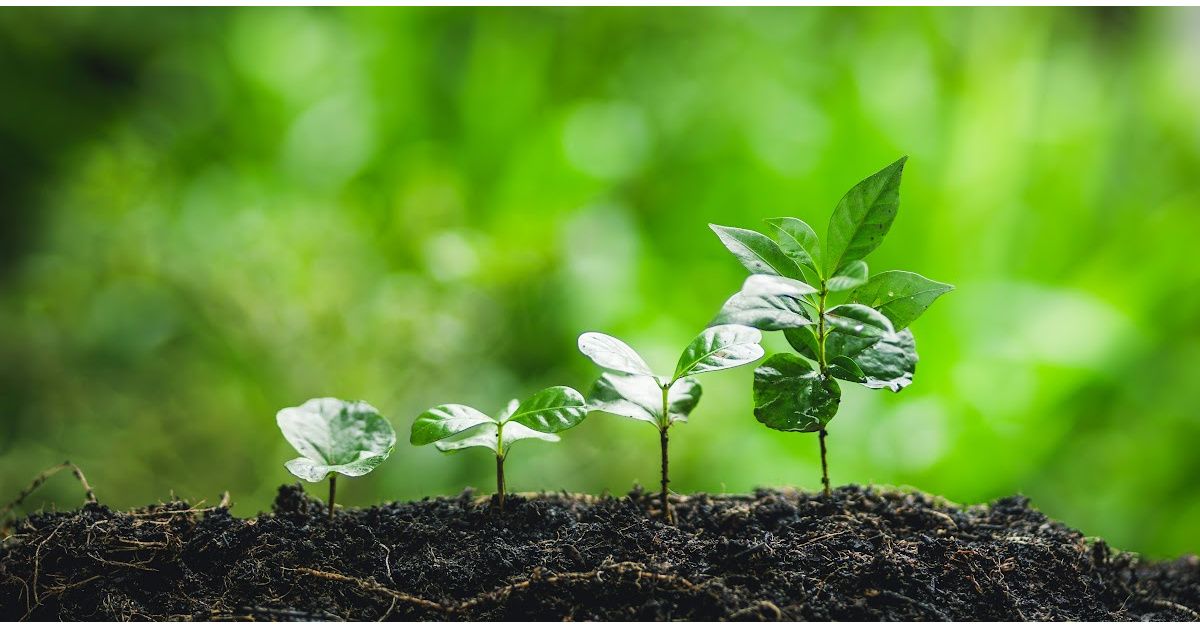 Five plants growing, demonstrating growth stages, set in dark soil against a blurred green background.