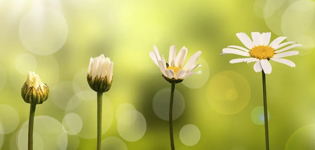 Four daisies in different stages of bloom, against a blurred green background.