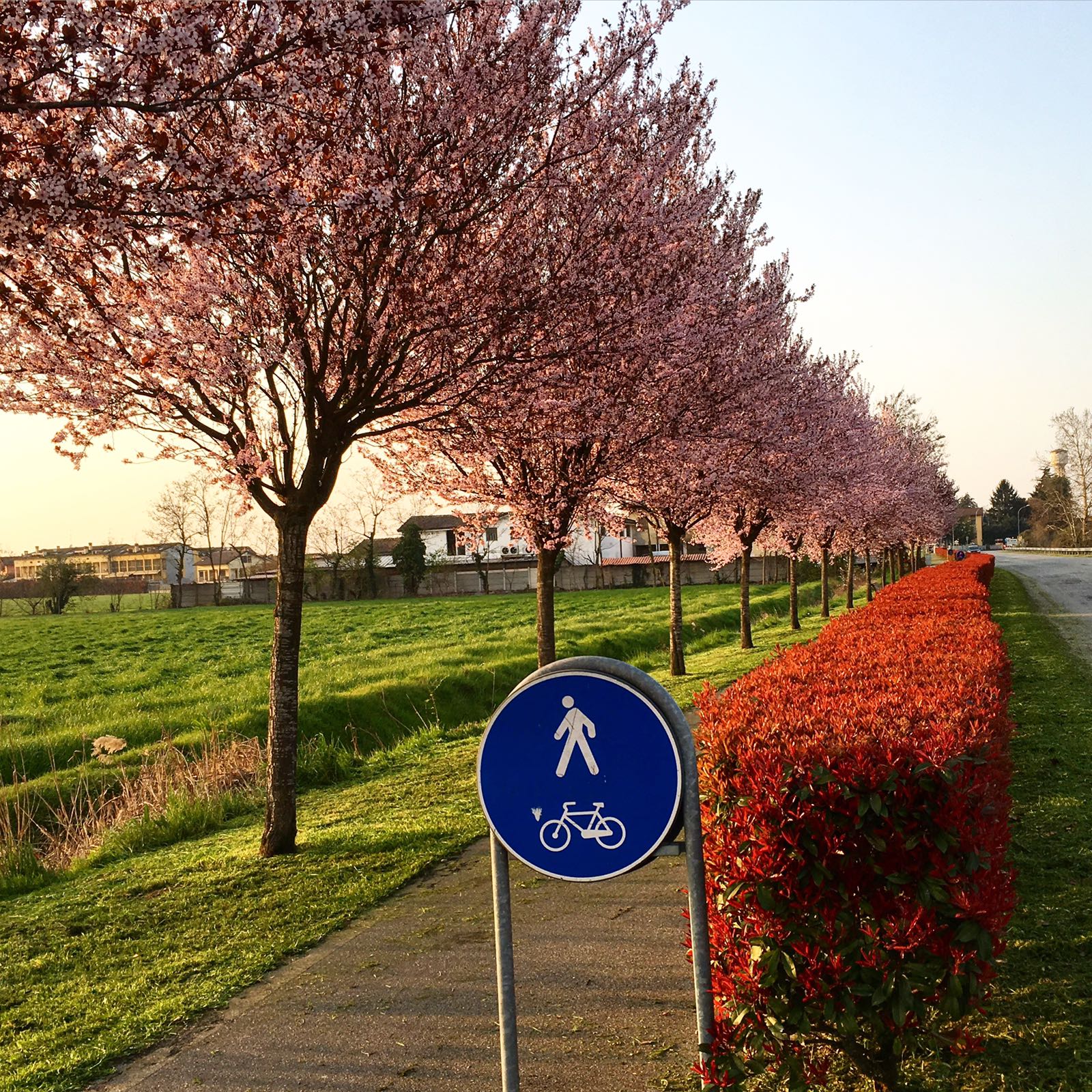 strada comunale con prato verde