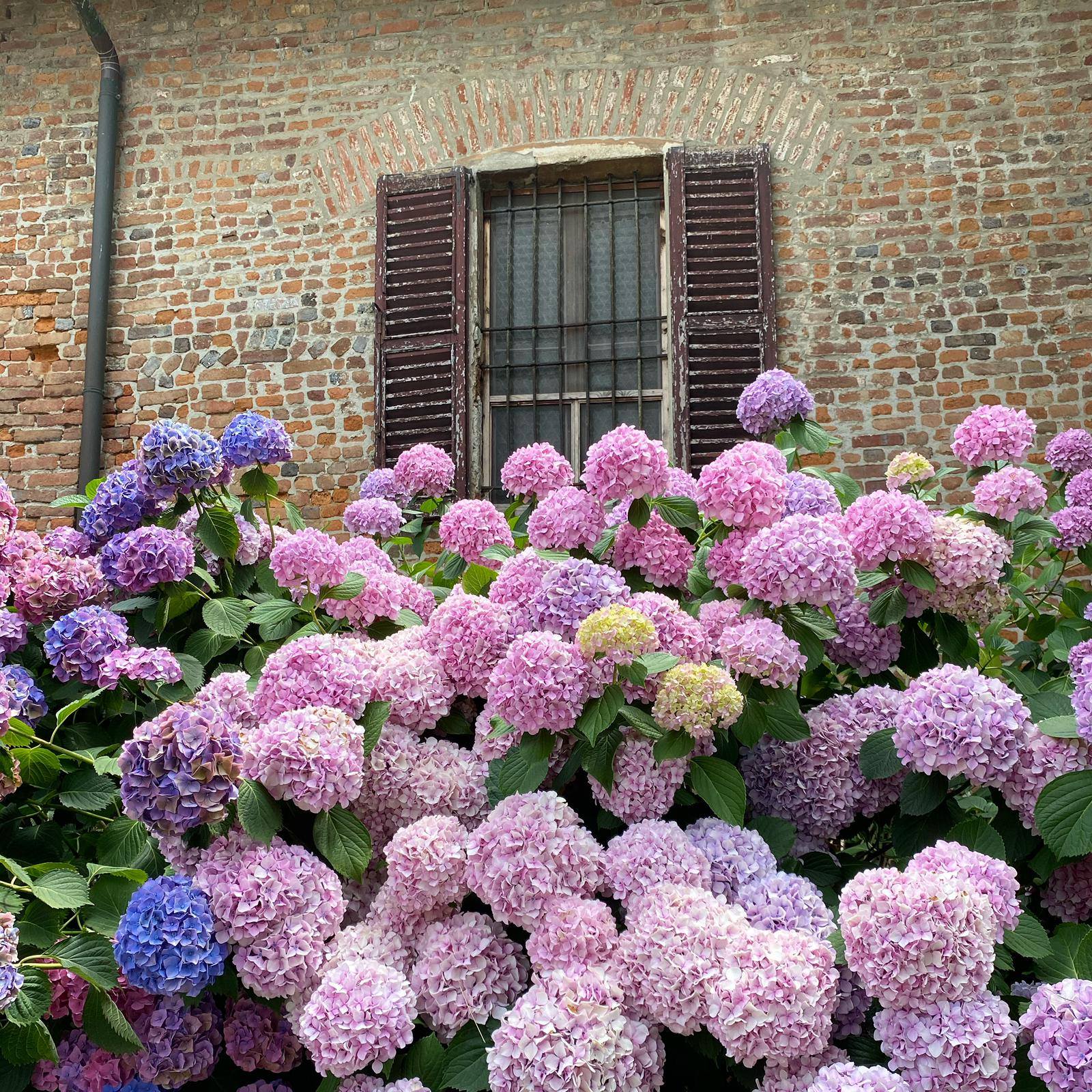 fiori in un giardino