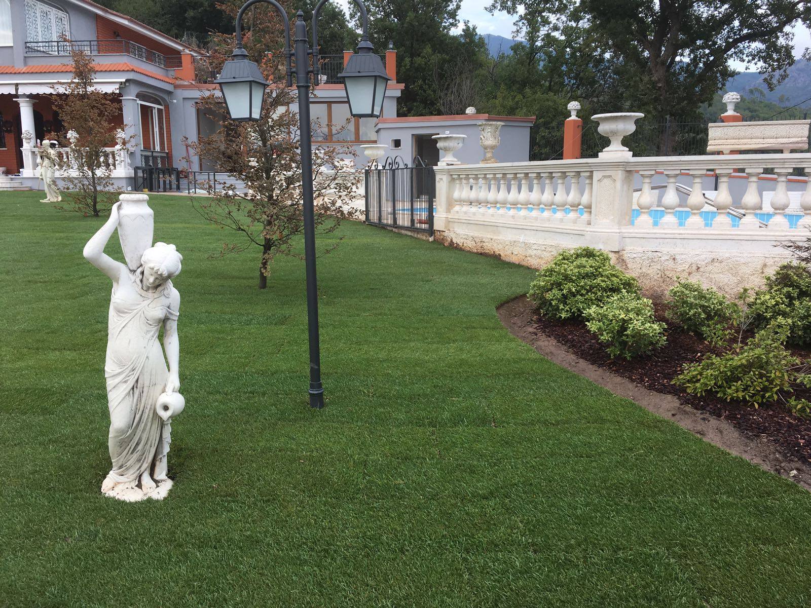 prato a zolle in un giardino