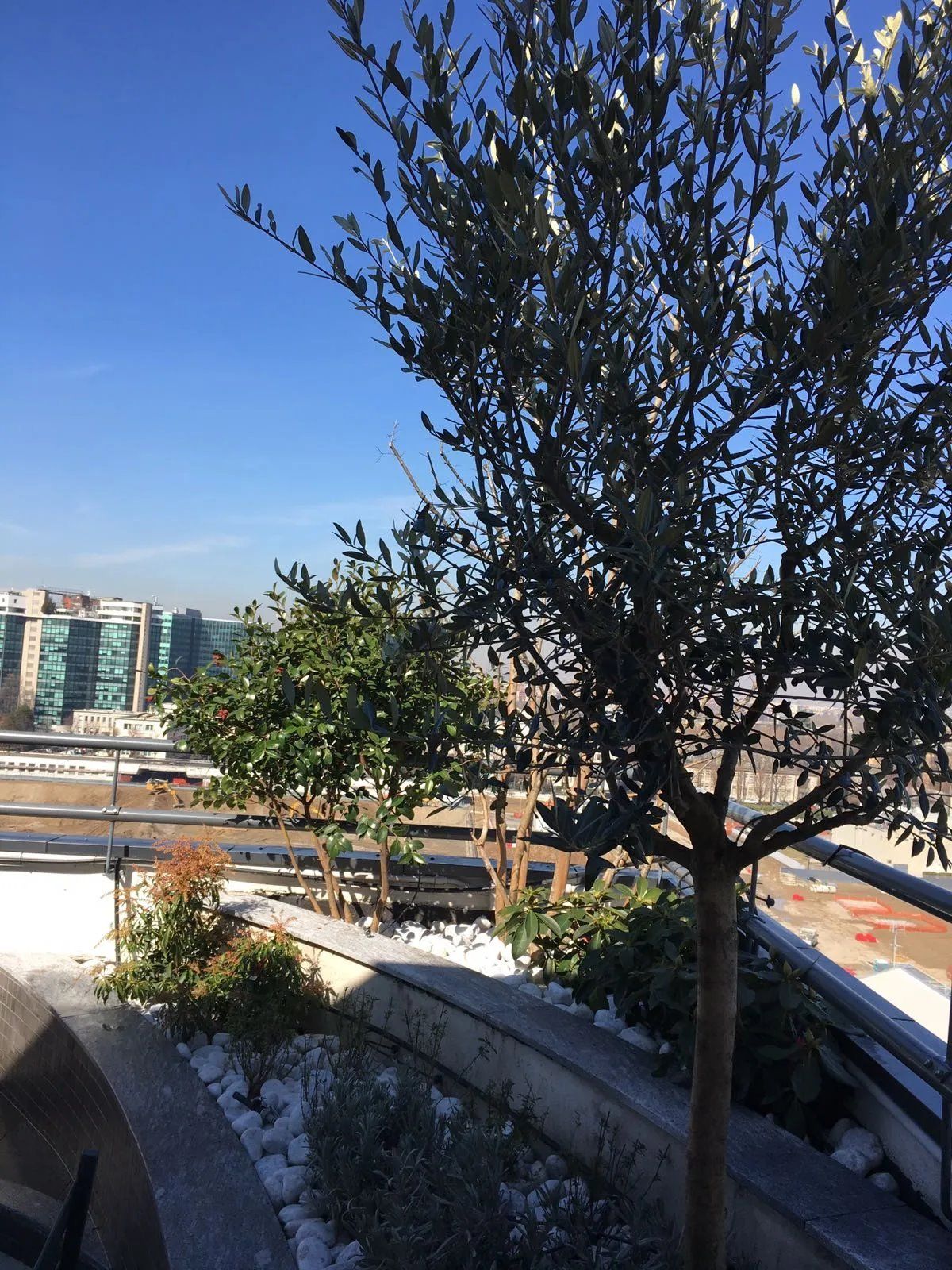 piantumazione albero