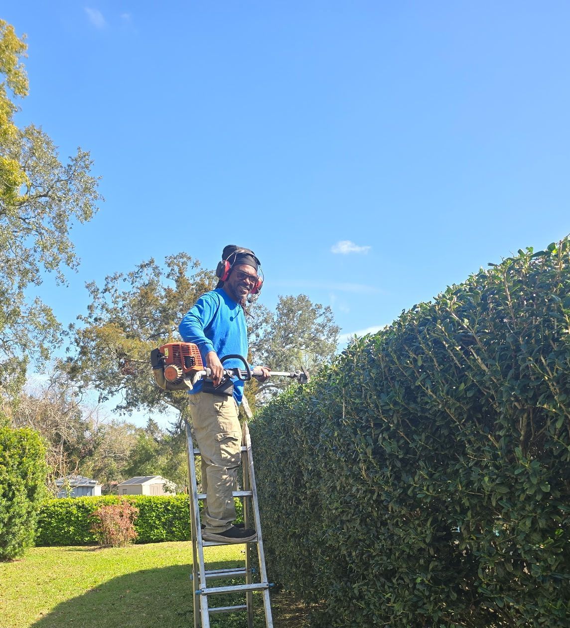 A man is standing on a ladder cutting a hedge with a chainsaw.